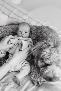 A sweet in-home newborn session with a family dog by Alicia D'Elia Photography, Colorado family photographer.